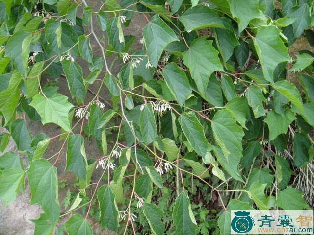 中药材枫草儿图片