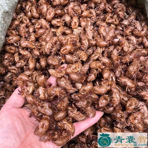 中药材枯蝉图片