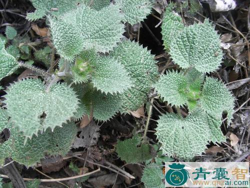 枸皮草的性状性味归经以及功效用法和注意事项-青囊智