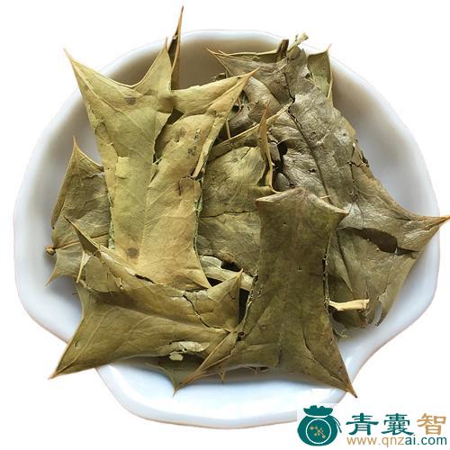 中药材枸骨叶图片