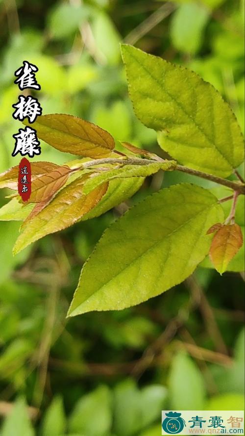 柄花雀梅藤的性味归经以及功效用法-青囊智