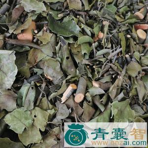 中药材柏寄生图片