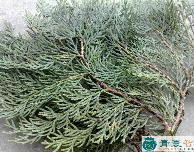 中药材柏枝节图片