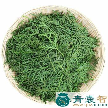 柏枝草的性味归经以及功效用法-青囊智