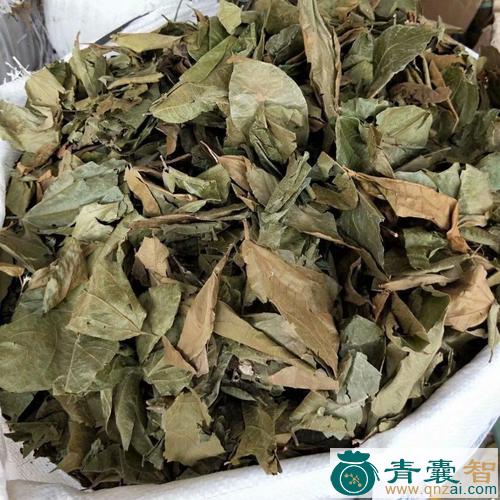 中药材染布叶图片