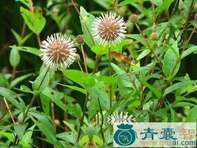 中药材柔毛水杨梅图片