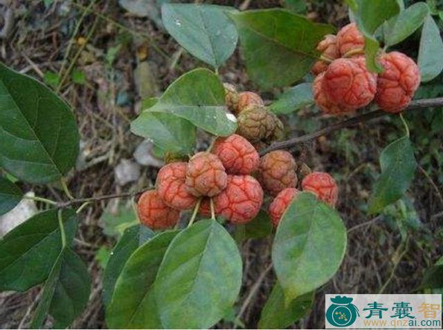 中药材柘木图片