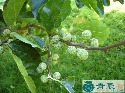 中药材柘榆图片