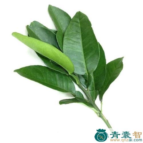 中药材柚叶图片
