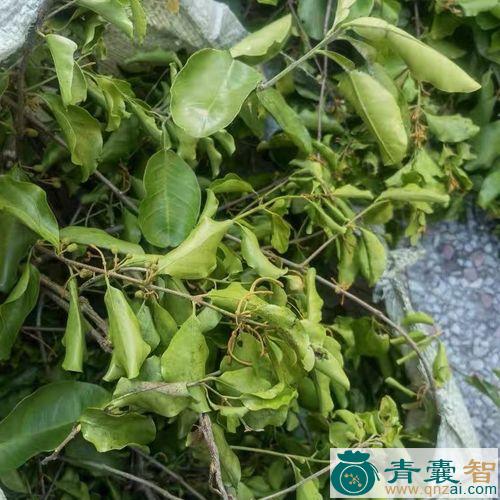 柚寄生的性状性味归经以及功效用法-青囊智