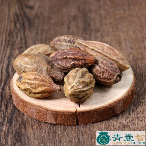 中药材柞子图片
