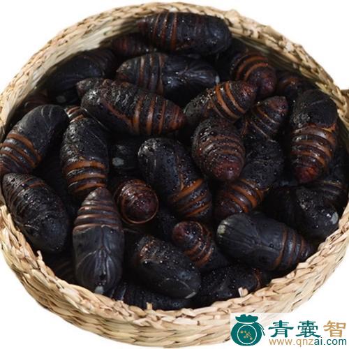 中药材柞蚕蛹图片