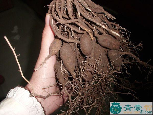 柠条根的性味归经以及功效用法-青囊智