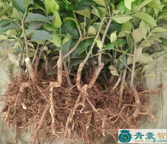 柠檬根的性味归经以及功效用法-青囊智