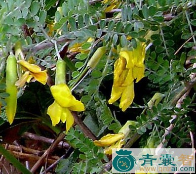 中药材柠鸡儿图片