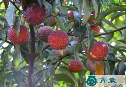 中药材柠鸡儿果图片