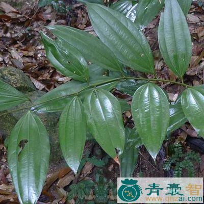 中药材柯榔木图片