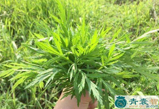 柳叶亚菊蒿-青囊智