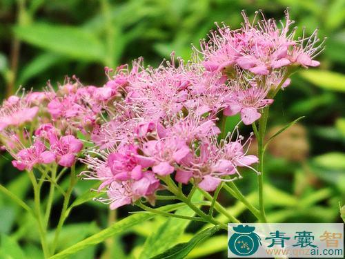 中药材柳叶绣线菊图片