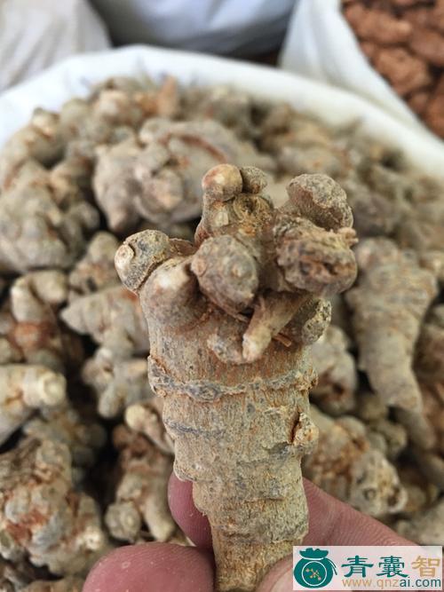 中药材柳州七图片