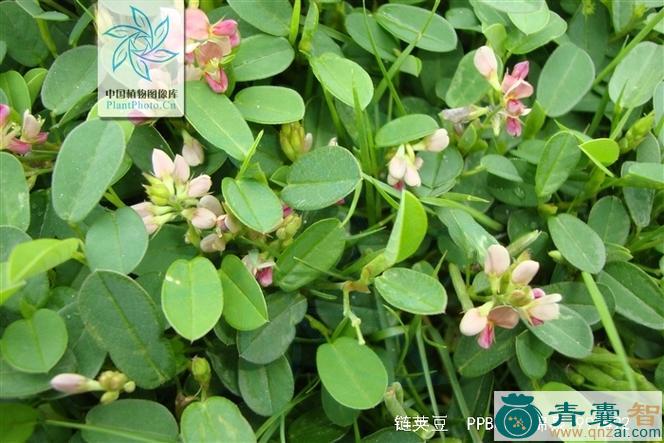 柴胡叶链荚豆的性味归经以及功效用法-青囊智