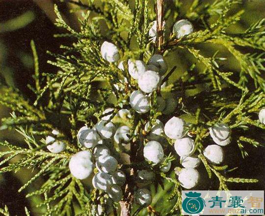 中药材柴达木圆柏图片