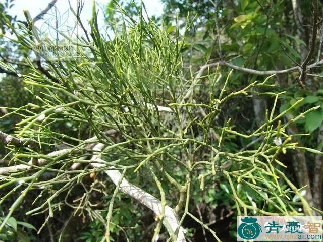 柿寄生的性状性味归经以及功效用法-青囊智