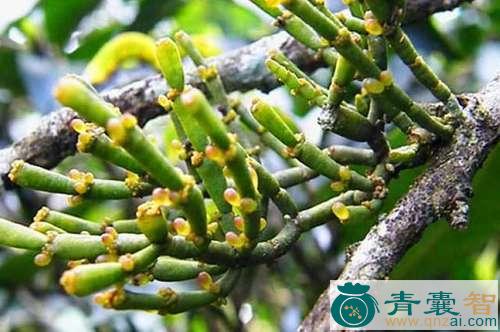 中药材柿树寄生图片