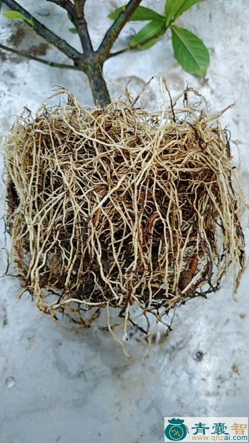 中药材栀子花根图片