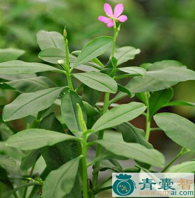 中药材栌兰图片