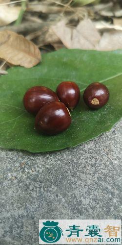 中药材栎子图片