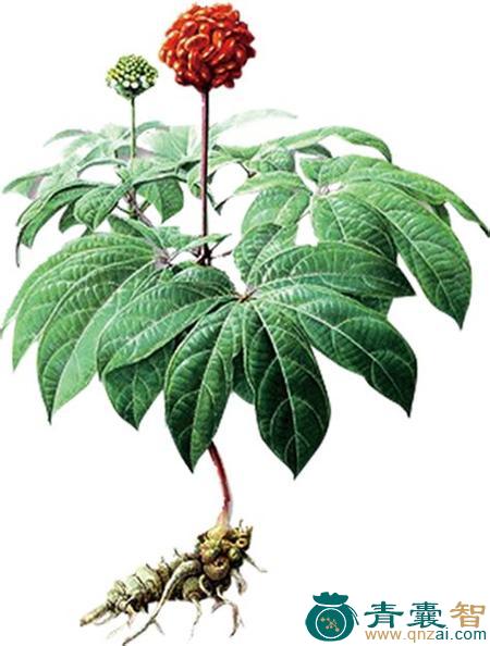 树三七的性状性味归经以及功效用法-青囊智
