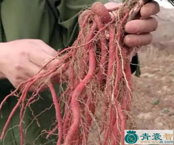 树地瓜根的性味归经以及功效用法-青囊智