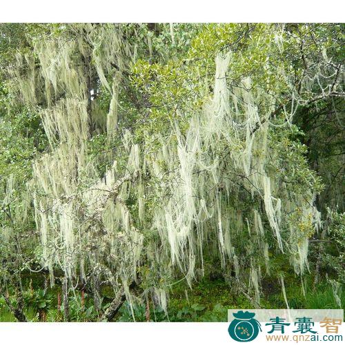 中药材树挂图片