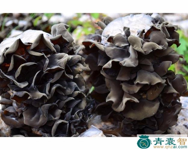 中药材树耳朵图片