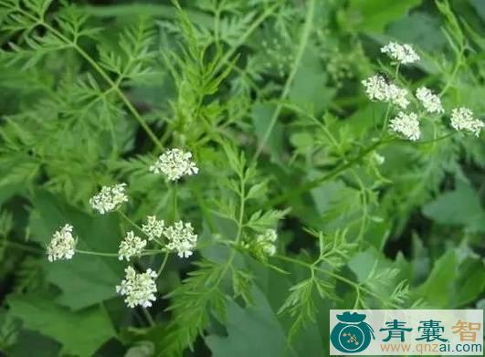 中药材树胡须图片