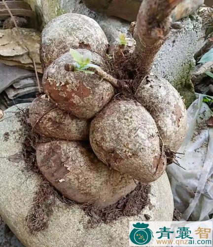 中药材树萝卜图片