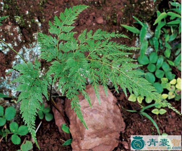 中药材栗柄金粉蕨图片