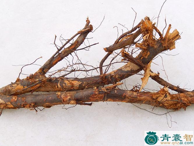 中药材栗树根图片
