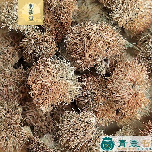 中药材栗毛球图片