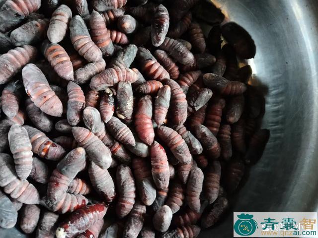 中药材核桃虫图片