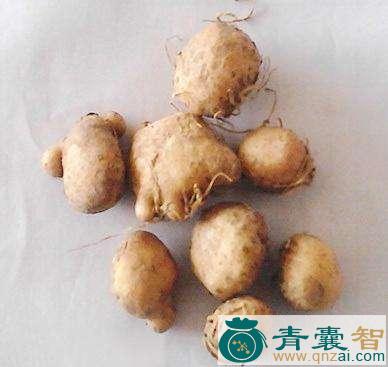 中药材根索菌图片