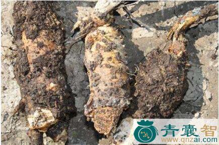 中药材根腐菌图片