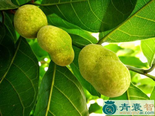 中药材桂木图片