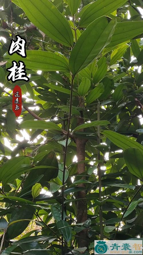 中药材桂树图片