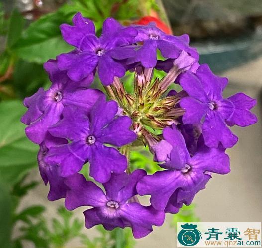 桂竹香的性状性味归经以及功效用法和注意事项-青囊智