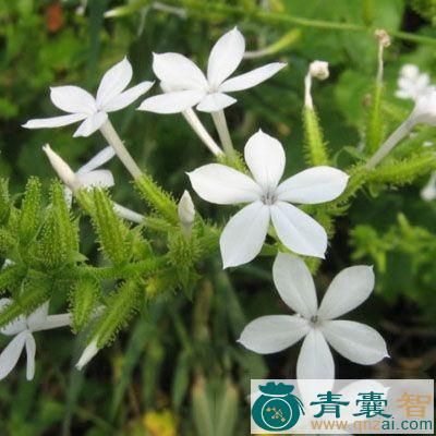 桂花岩托的性状性味归经以及功效用法-青囊智