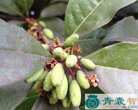 中药材桂花树子图片