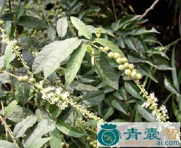 中药材桃叶双眼龙图片