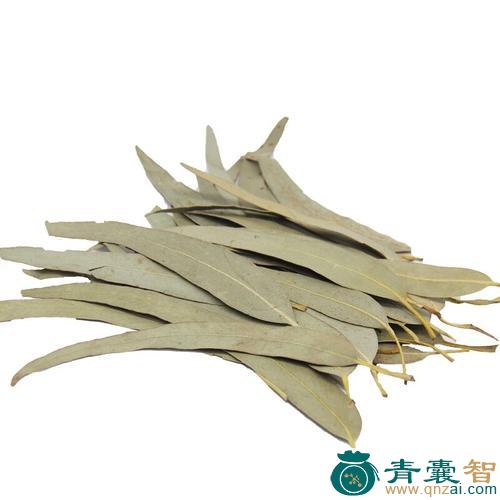 中药材桉叶图片